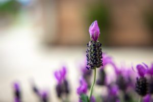 Photography by Kit